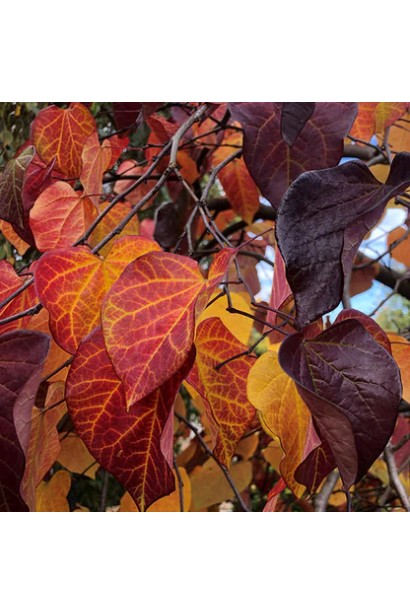 Церцис канадський Рубі Фолс восени